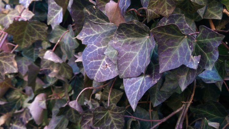 HTC One M8 — купить иль не купить? Против:. HTC One M8 — купить иль не купить? Против:. Фото.