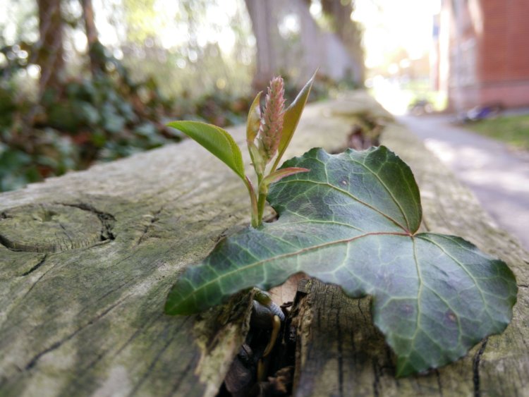 OnePlus One – туман рассеивается. Фото.