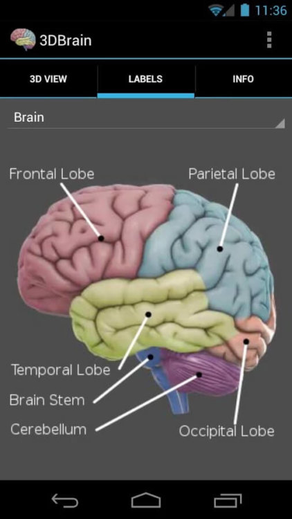 Наука в фокусе: 10 лучших приложений для прокачки ума. 1. 3D Brain. Фото.