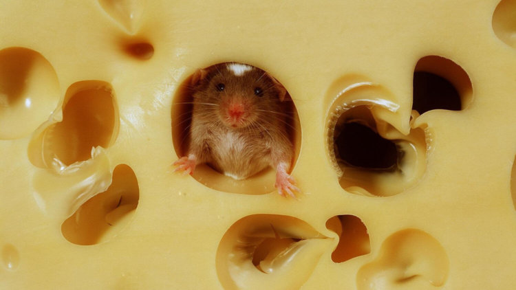 The Mouse Labyrinth — лишь пройдя лабиринт, мышь полакомится сыром. Фото.