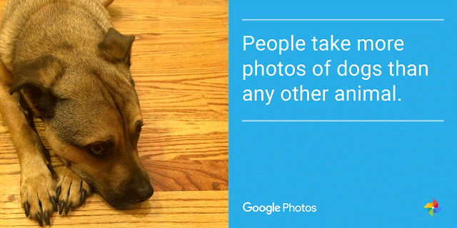 Десять интересных фактов о Google Photos. Самое популярное животное на фотографиях — это собака. Фото.