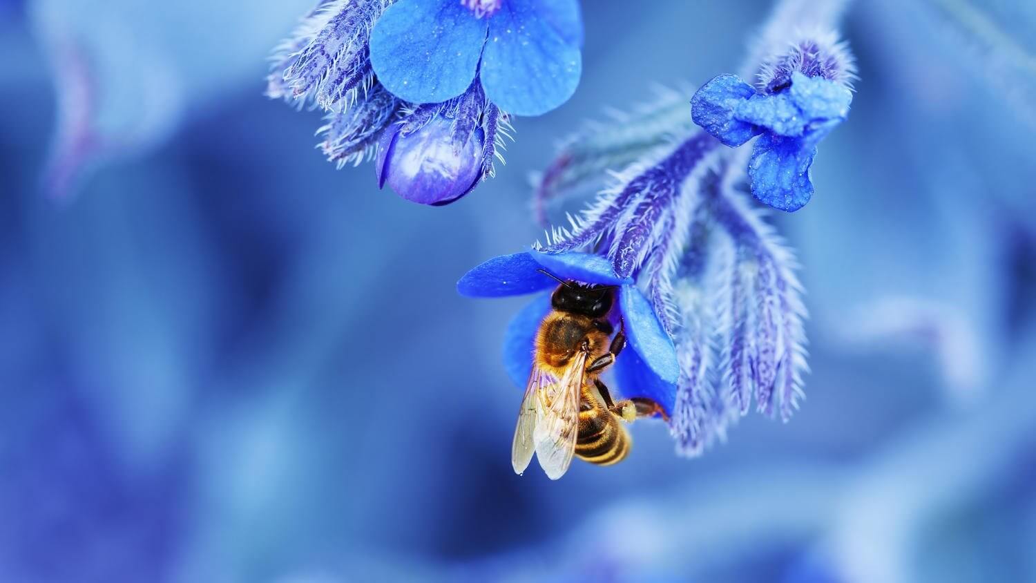 Цветочные приключения медоносной пчелки. Фото.