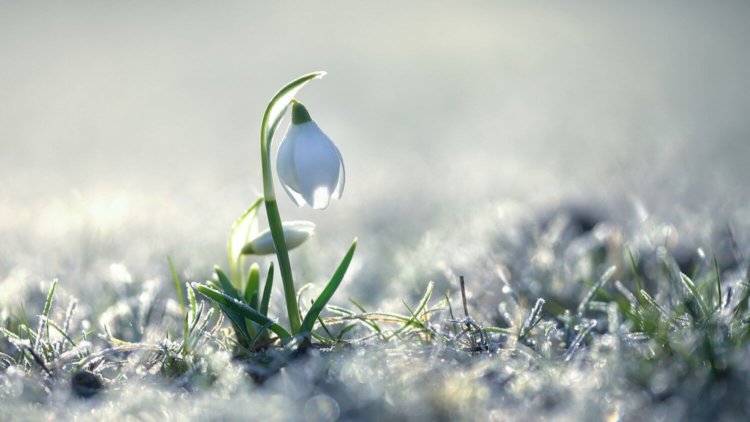 Фотографии телефона Xplay 5, с которого началась весна. Фотографии телефона Xplay 5, с которого началась весна. Фото.