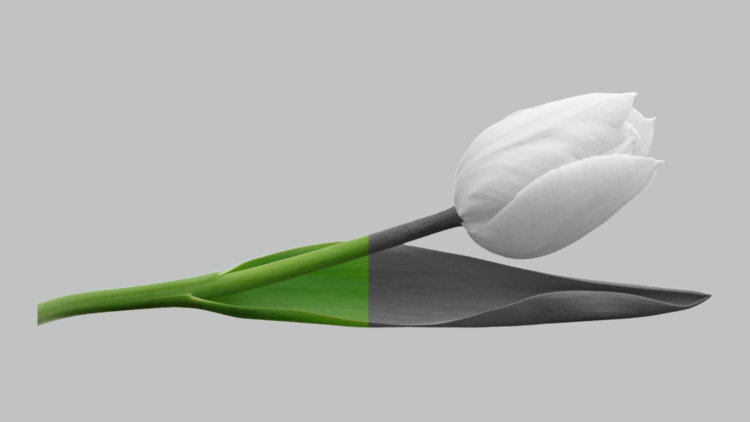 Как оставить на черно-белом фото лишь один яркий цвет? Как оставить на черно-белом фото лишь один яркий цвет? Фото.