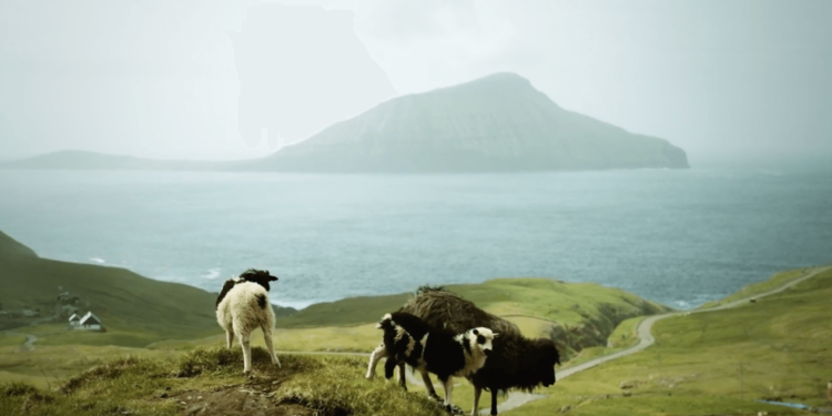 Овцы помогают снимать панорамы для Google Street View. Овцы помогают снимать панорамы для Google Street View. Фото.