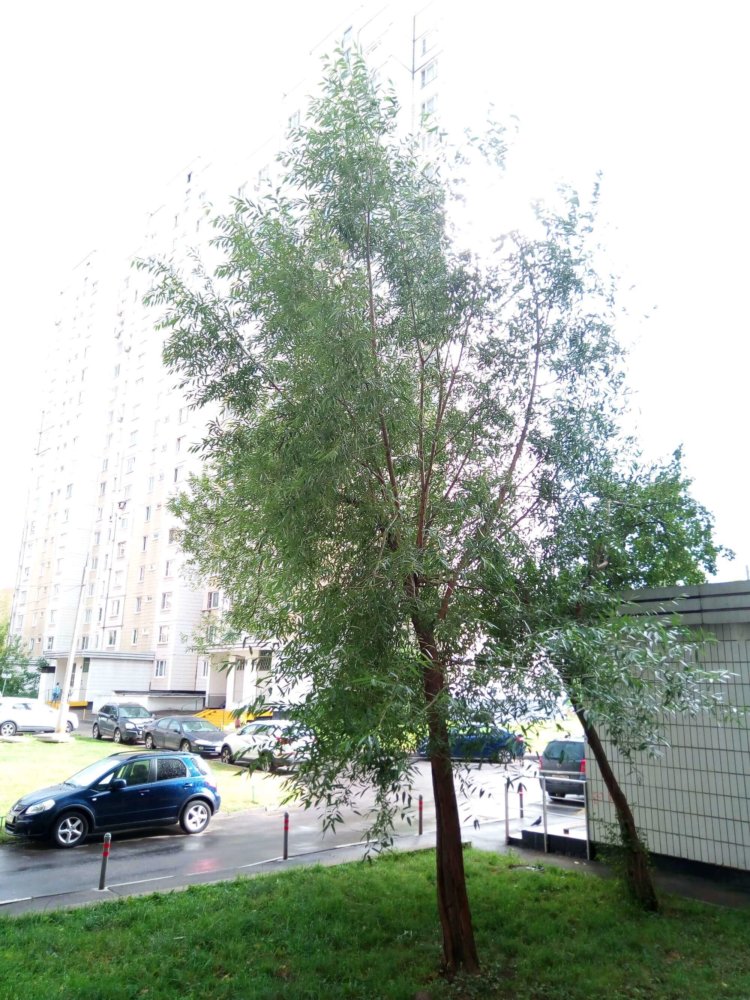 Обзор Archos Sense 55DC: кто сказал, что двойная камера только для флагманов? Характеристики Archos Sense 55DC. Фото.