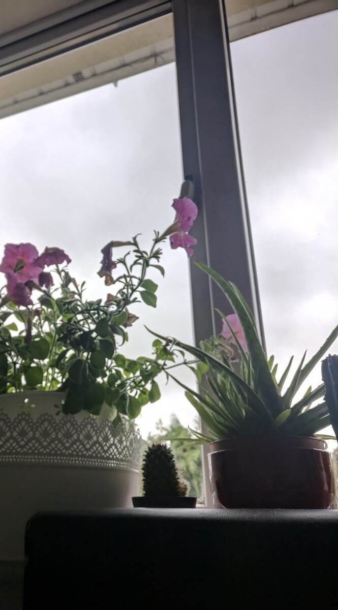 Разработчик портировал Google Camera с HDR+ на другие смартфоны. Разработчик портировал Google Camera с HDR+ на другие смартфоны. Фото.