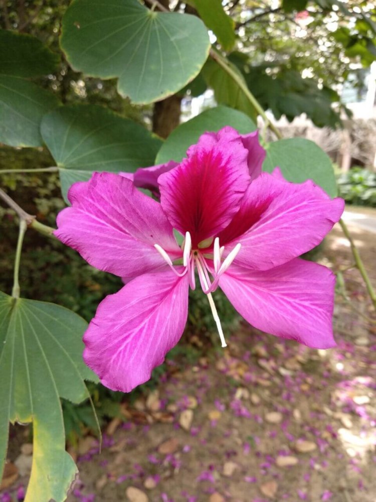 Как фотографирует Xiaomi Redmi 5 Plus. Фото.