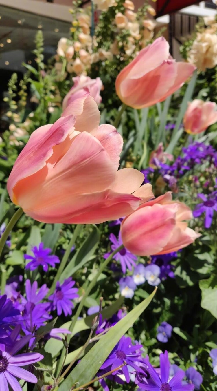 На что способна камера OnePlus 6. Примеры фотографий. Фото.