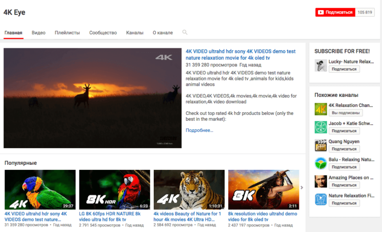 5 YouTube-каналов, которые порадуют глаз. Птички, львы и 8K-видео. Фото.