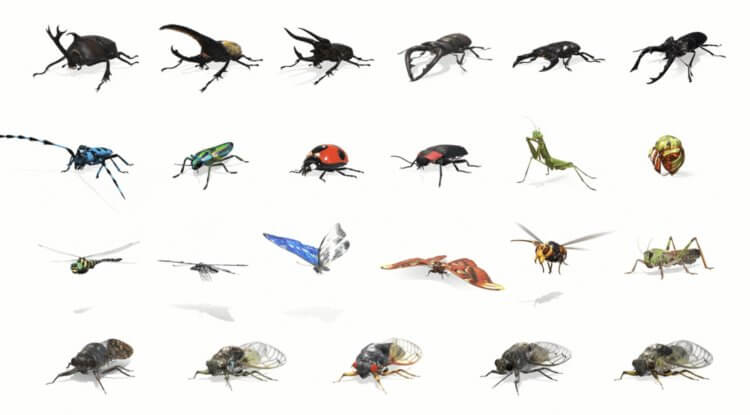 Как смотреть жуков, бабочек и других насекомых в 3D в Google. Вот все насекомые, которые доступны в AR-режиме в Google. Фото.