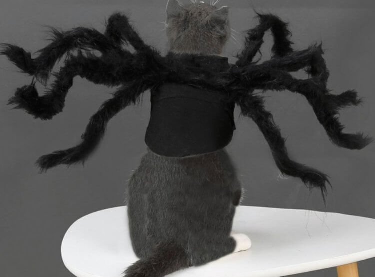 Костюм паука для животных. Если бы ваша кошка была пауком, то выглядела именно так. Фото.