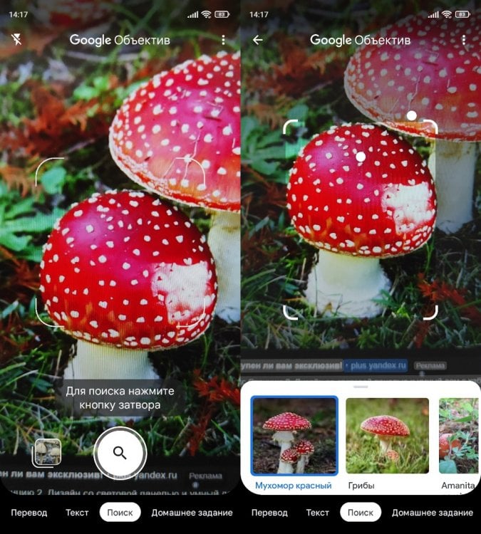 Google Объектив — определитель грибов. Google Объектив умеет определять не только грибы. Фото.