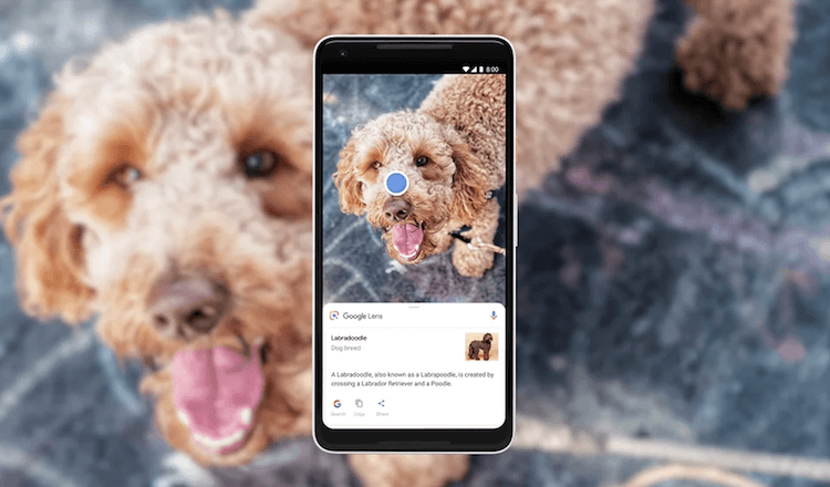 Что такое машинное обучение. Покажи Google Lens собаку и он скажет, что это собака. Фото.