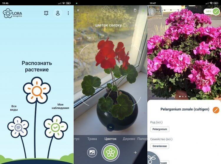 Flora Incognita — полезное приложение для растений. Удобная и чрезвычайно полезная программа для всех ценителей флоры. Фото.