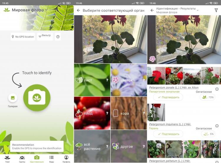 Узнать цветок по фото через PlantNet. Программа поможет узнать о растениях со всего света. Фото.