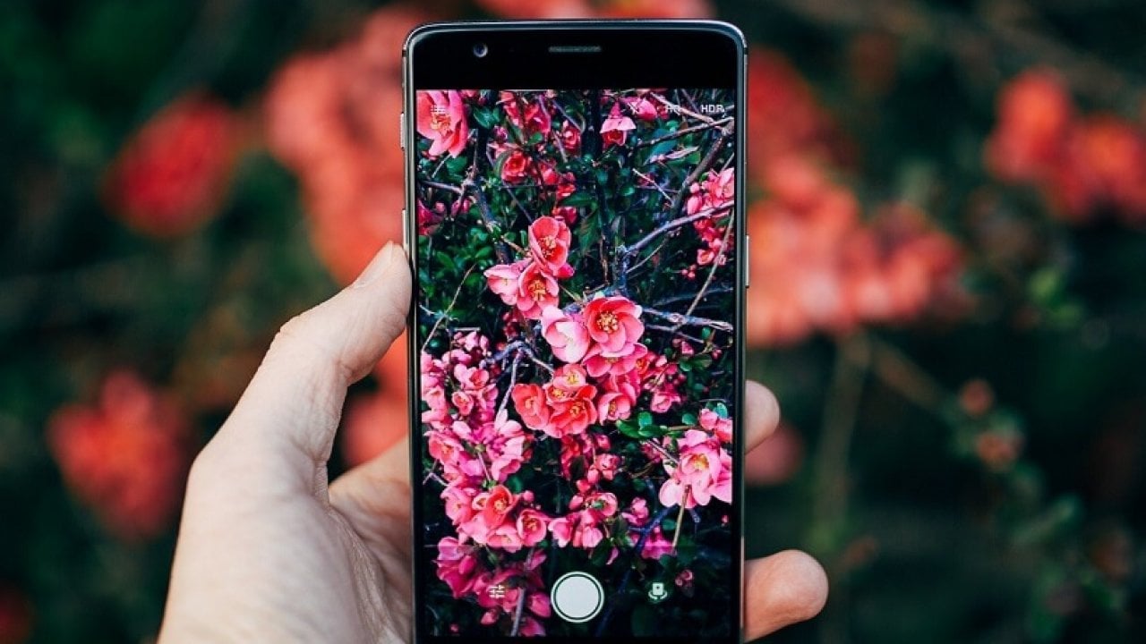 Как узнать название цветка по фото на телефоне айфон