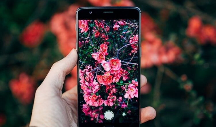 5 приложений на Android, которые помогут определить цветок и любое другое растение по фото. Смартфон поможет вам узнать больше о домашних и диких растениях. Фото.