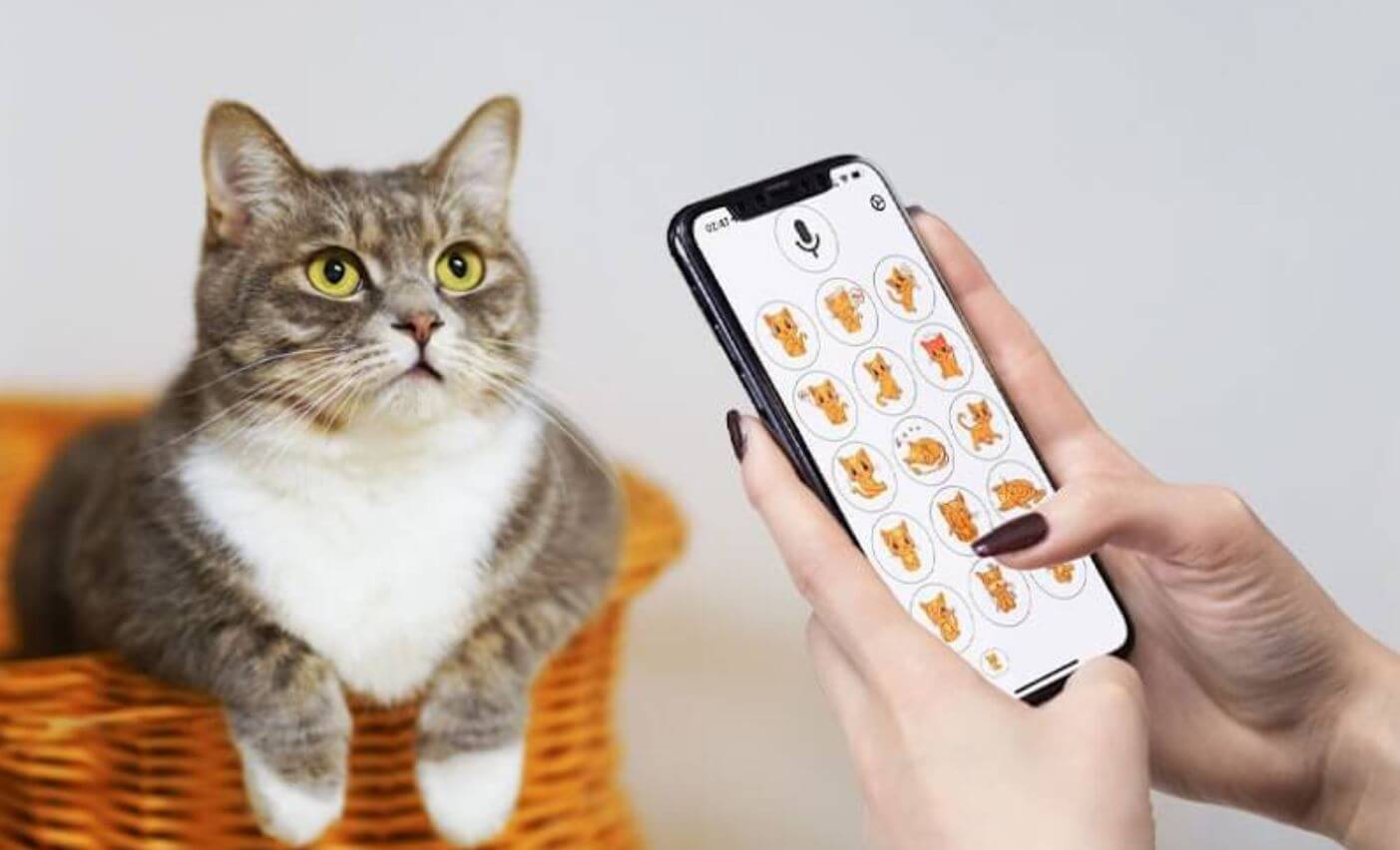 Какой кошачий переводчик скачать на Андроид