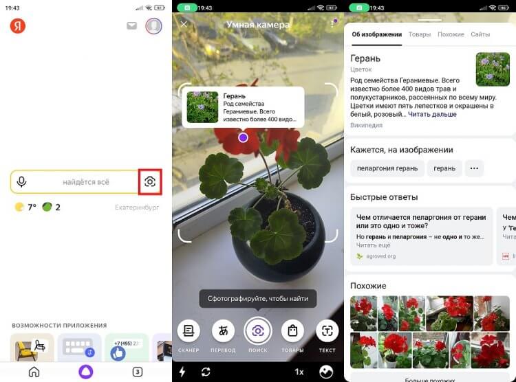 Умная камера Яндекс тоже определяет растения. Отличная замена Google Объективу. Фото.