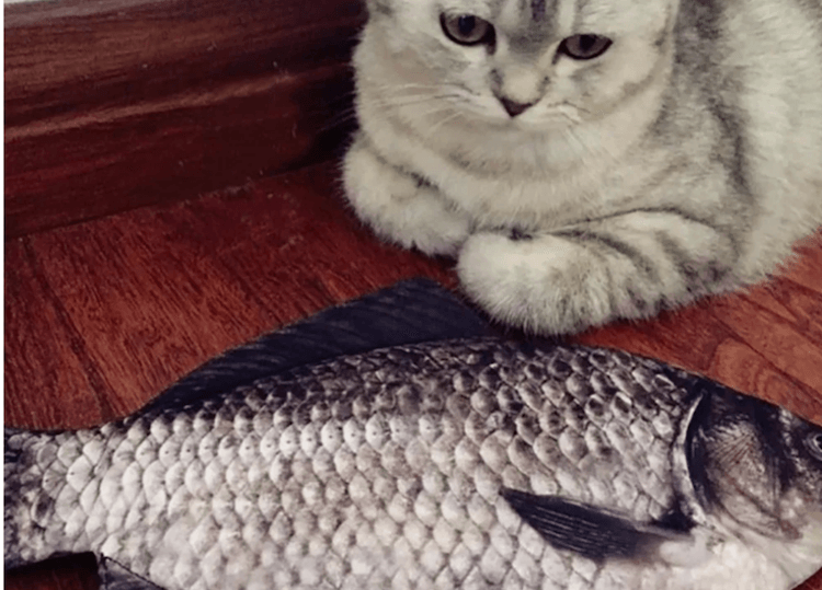 Пенал в виде рыбы. Шокируй своего кота. Фото.