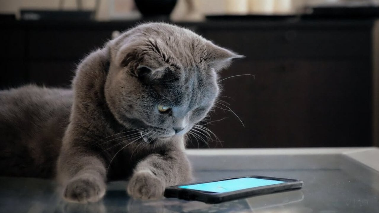 Как развлечь кошку при помощи смартфона или планшета на Android -  AndroidInsider.ru