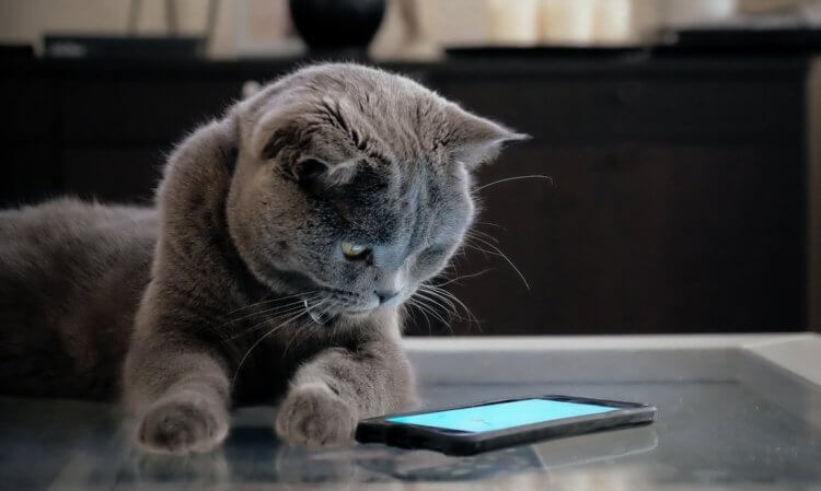 Как развлечь кошку при помощи смартфона или планшета на Android. Фото.
