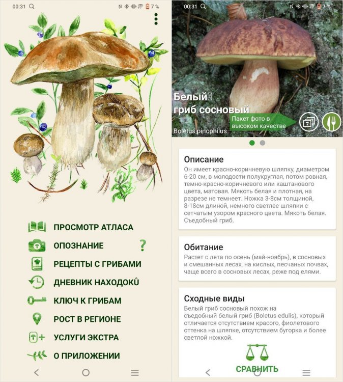 По грибы — распознавание грибов онлайн. Распознаватель пригодится даже опытным грибникам! Фото.