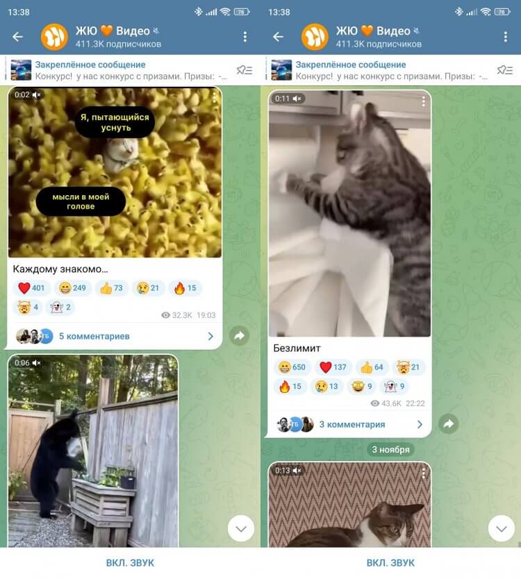 Смешные видео с животными в Telegram. Не показывайте эти видео домашнему питомцу, а то еще подумает, что он не самый глупый. Фото.