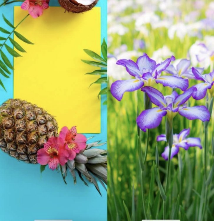 Красивые обои с природой. Обои с ананасом и цветами отлично дополнят ваш смартфон. Изображение: ibb.co, wallpaperscraft.ru, akspic.ru. Фото.