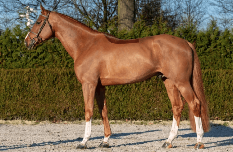 Каким будет Pixel 9a. Если что, «stallion» это он. Жеребец, если по-русски. Изображение: www.emerald-stallion.com. Каким будет Pixel 9a. Если что, «stallion» это он. Жеребец, если по-русски. Изображение: www.emerald-stallion.com. Фото.