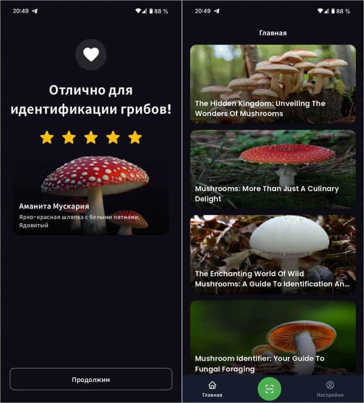 Распознаватель грибов с ИИ. Приложение поможет узнать, что за гриб вы взяли. Распознаватель грибов с ИИ. Приложение поможет узнать, что за гриб вы взяли. Фото.