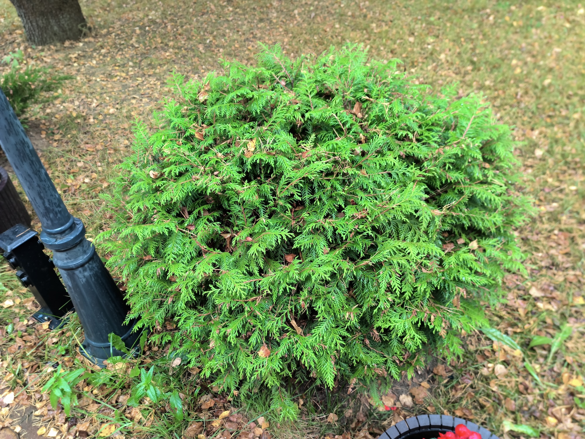 С ним хоть в поход, хоть в офис. Обзор Doogee S200 Ultra с батареей на 11000 мАч и 1 ТБ памяти. Как снимает Doogee S200 Ultra. Фото.