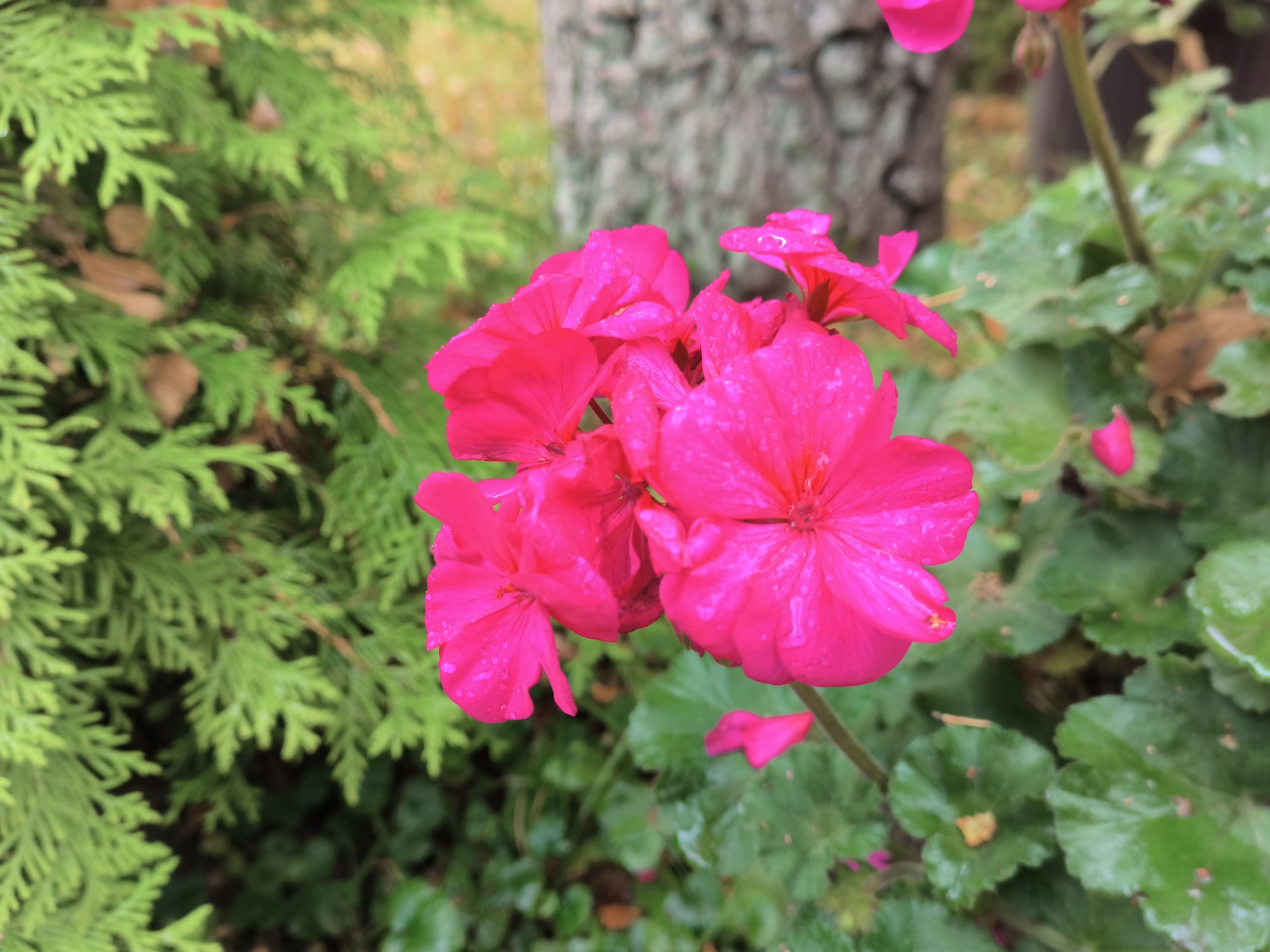 С ним хоть в поход, хоть в офис. Обзор Doogee S200 Ultra с батареей на 11000 мАч и 1 ТБ памяти. Как снимает Doogee S200 Ultra. Фото.