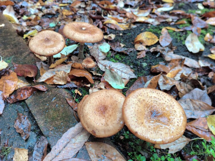 С ним хоть в поход, хоть в офис. Обзор Doogee S200 Ultra с батареей на 11000 мАч и 1 ТБ памяти. Как снимает Doogee S200 Ultra. Фото.