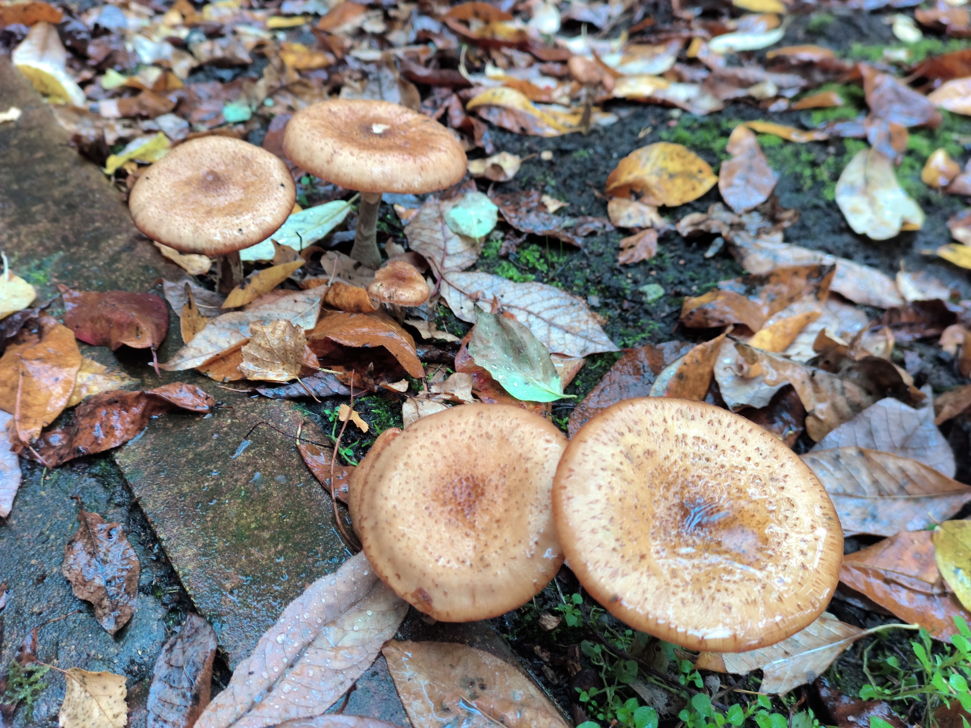 С ним хоть в поход, хоть в офис. Обзор Doogee S200 Ultra с батареей на 11000 мАч и 1 ТБ памяти. Как снимает Doogee S200 Ultra. Фото.