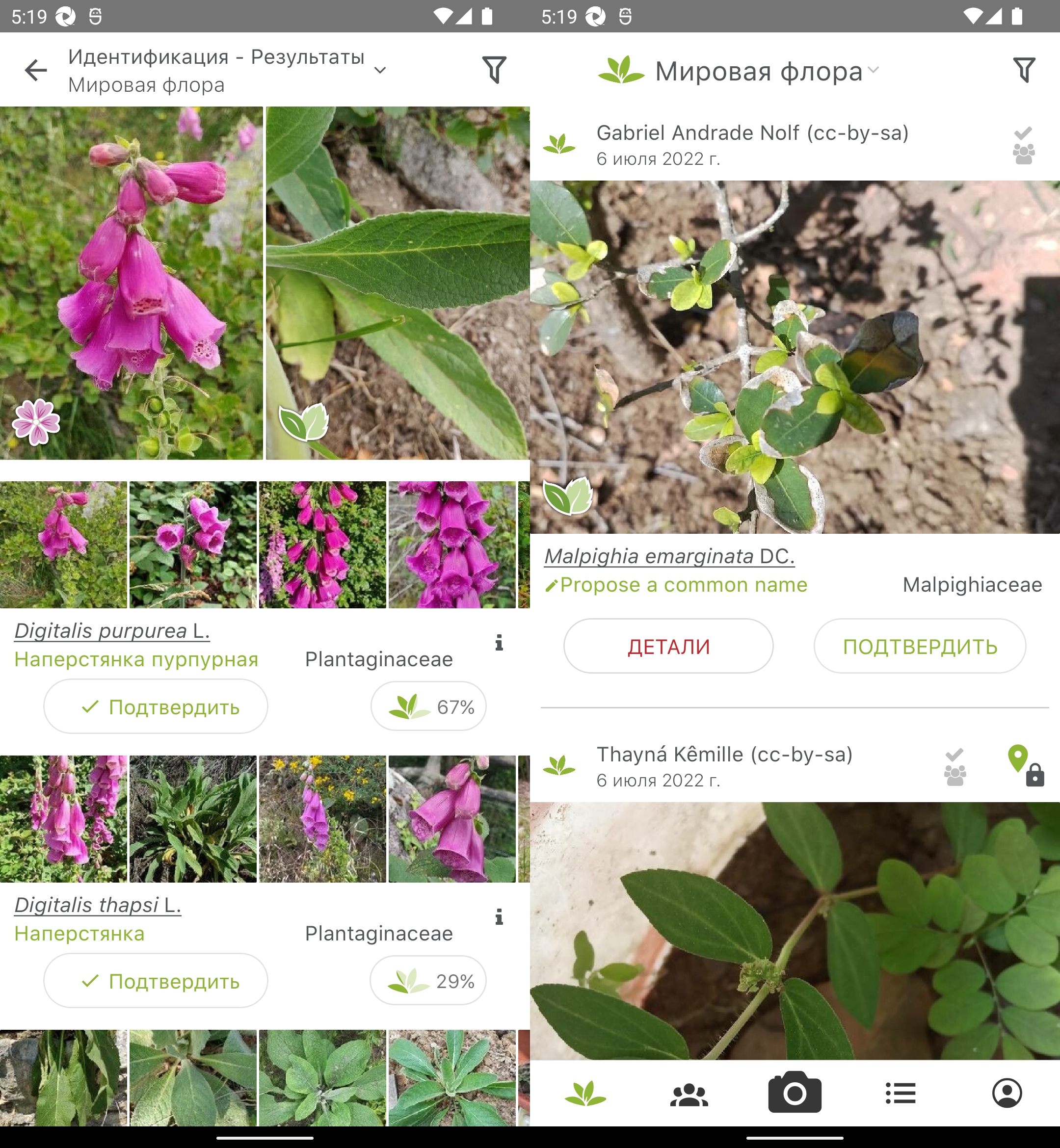 Найти название растения по фото — PlantNet. Только не пытайтесь определять в приложении грибы. Изображение: google.com. Найти название растения по фото — PlantNet. Только не пытайтесь определять в приложении грибы. Изображение: google.com. Фото.