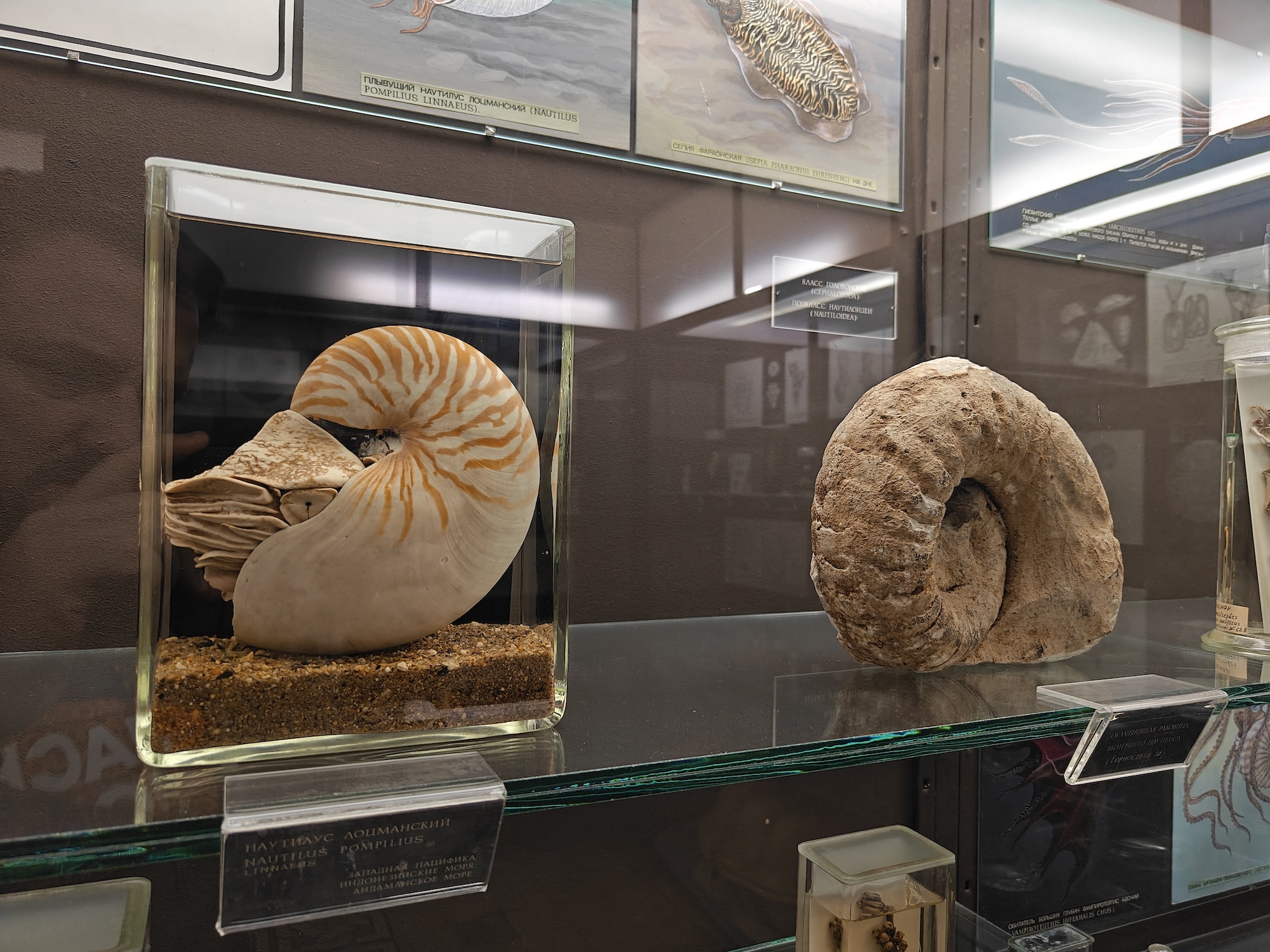 Смартфон с большой батареей, который не боится солнца: обзор realme 15 Pro. Как снимает realme 15 Pro. Фото.