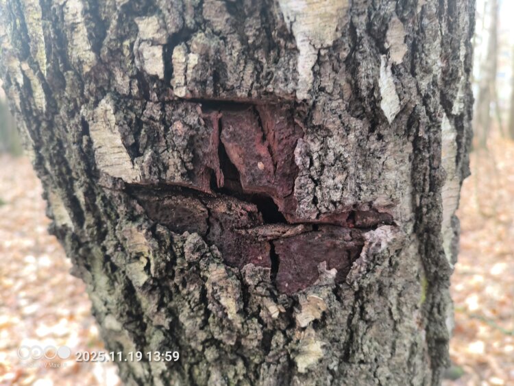 Дикий смартфон с лазерным дальномером и фонарем для кемпинга. Обзор Doogee V Max LR. Как снимает Doogee V Max LR. Фото.