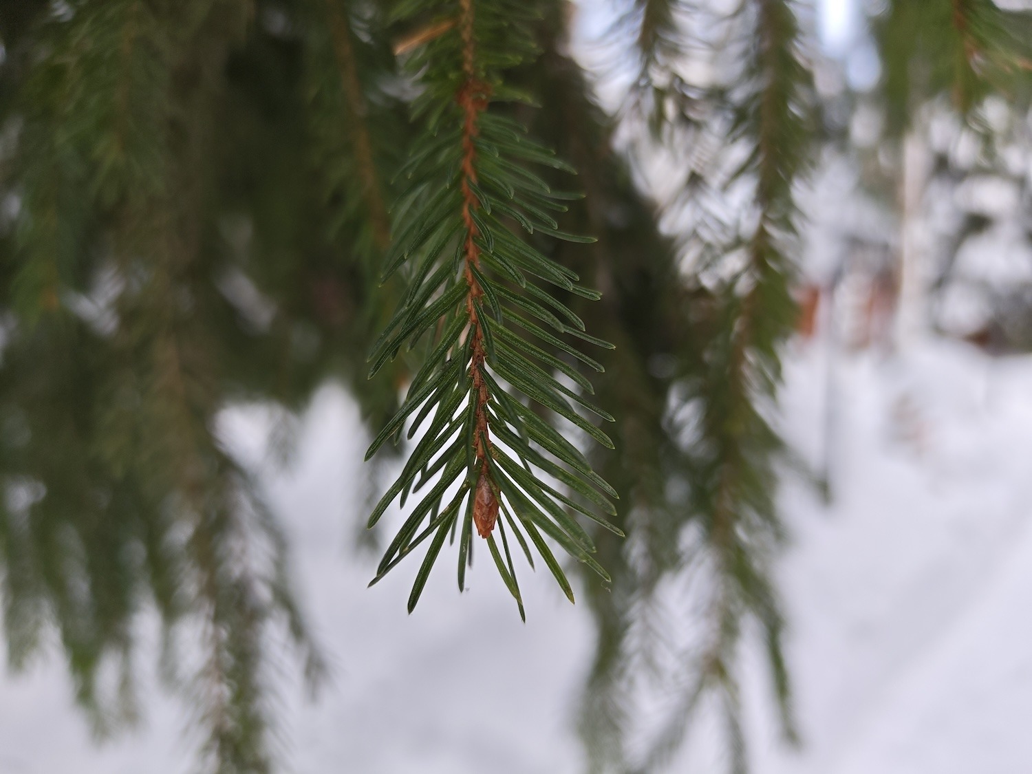 Мощный смартфон, а остальное компромиссы? Обзор POCO F8 Pro. Как снимает POCO F8 Pro. Мощный смартфон, а остальное компромиссы? Обзор POCO F8 Pro. Как снимает POCO F8 Pro. Фото.