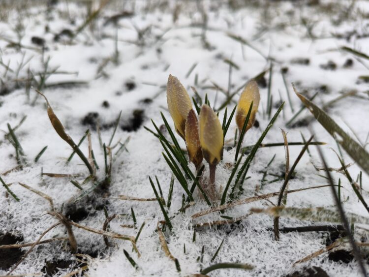 Подробный обзор POCO X8 Pro: если бы Apple занялась выпуском недорогих смартфонов на базе Android. Как снимает камера POCO X8 Pro. Фото.