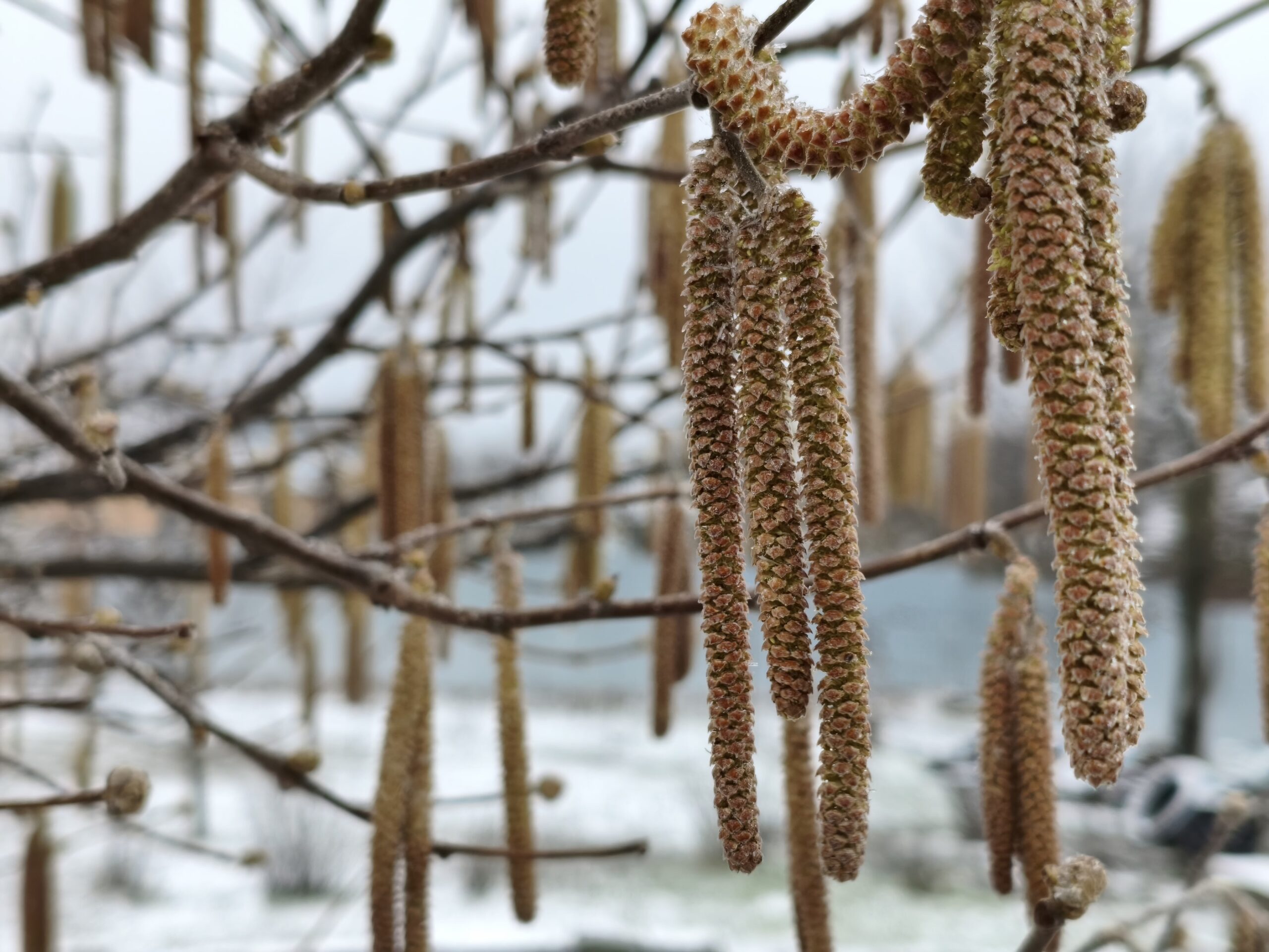 Подробный обзор POCO X8 Pro: если бы Apple занялась выпуском недорогих смартфонов на базе Android. Как снимает камера POCO X8 Pro. Фото.