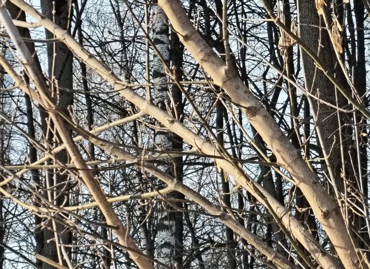 Съемка при дневном свете — тут все отлично. Кроп по границам, указанным выше. Съемка при дневном свете — тут все отлично. Кроп по границам, указанным выше. Фото.