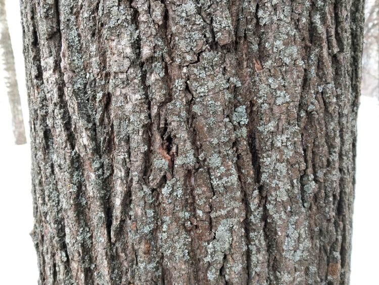 Сравнение камер Redmi Note 15 и realme C85. realme C85. Фото.