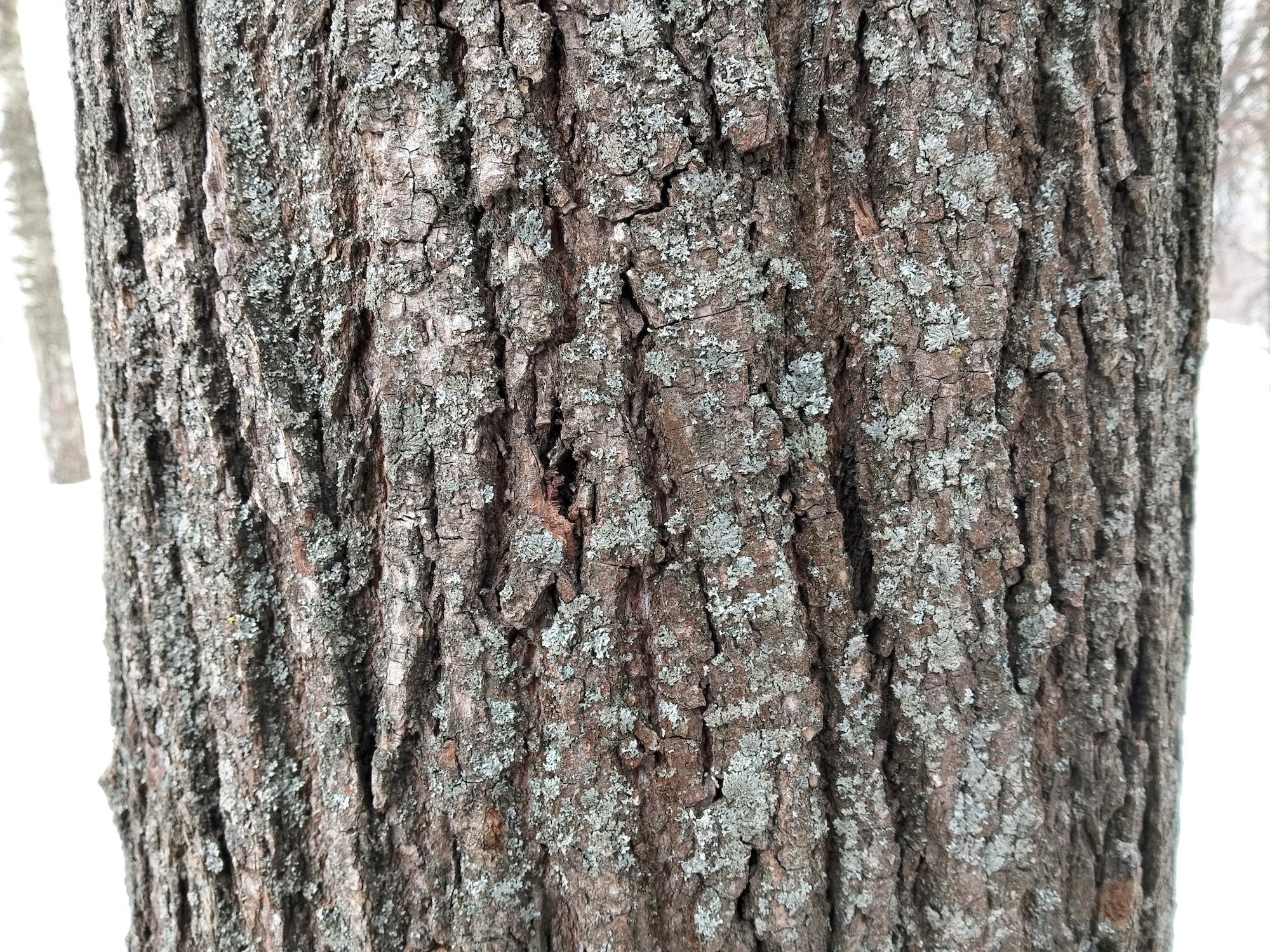 Сравнение камер Redmi Note 15 и realme C85. realme C85. Фото.