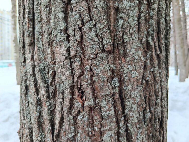 Сравнение камер Redmi Note 15 и realme C85. Redmi Note 15. Фото.