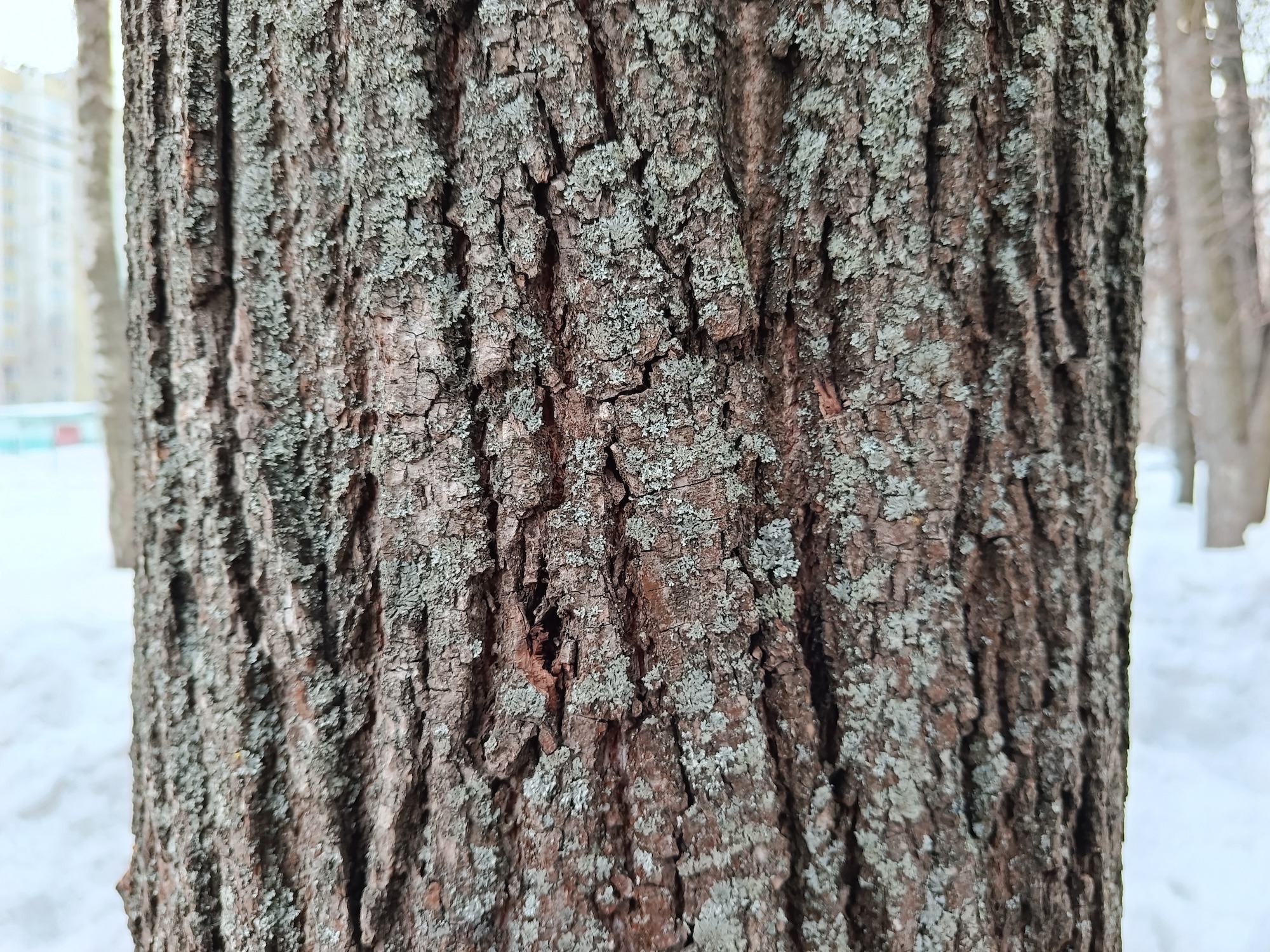 Сравнение камер Redmi Note 15 и realme C85. Redmi Note 15. Фото.