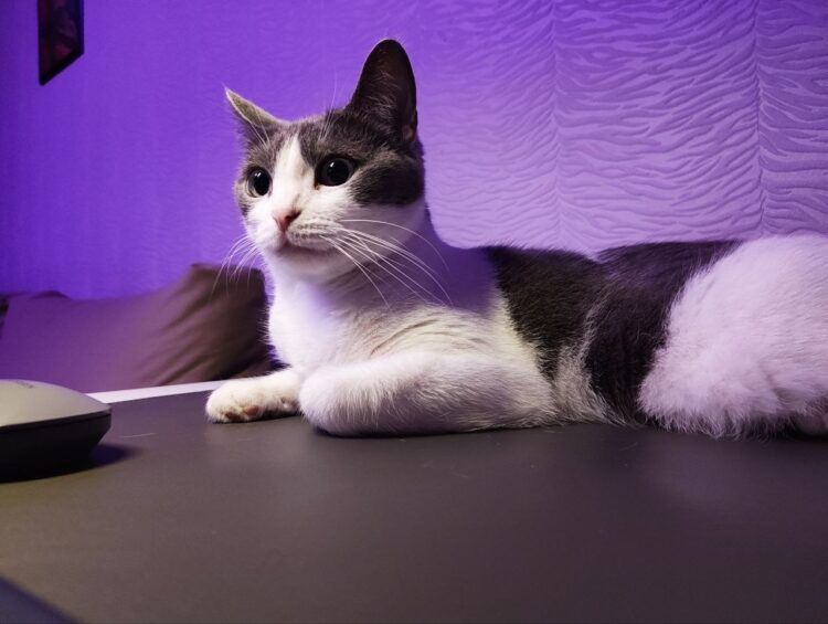 Смартфон точно любит котиков. Фото.